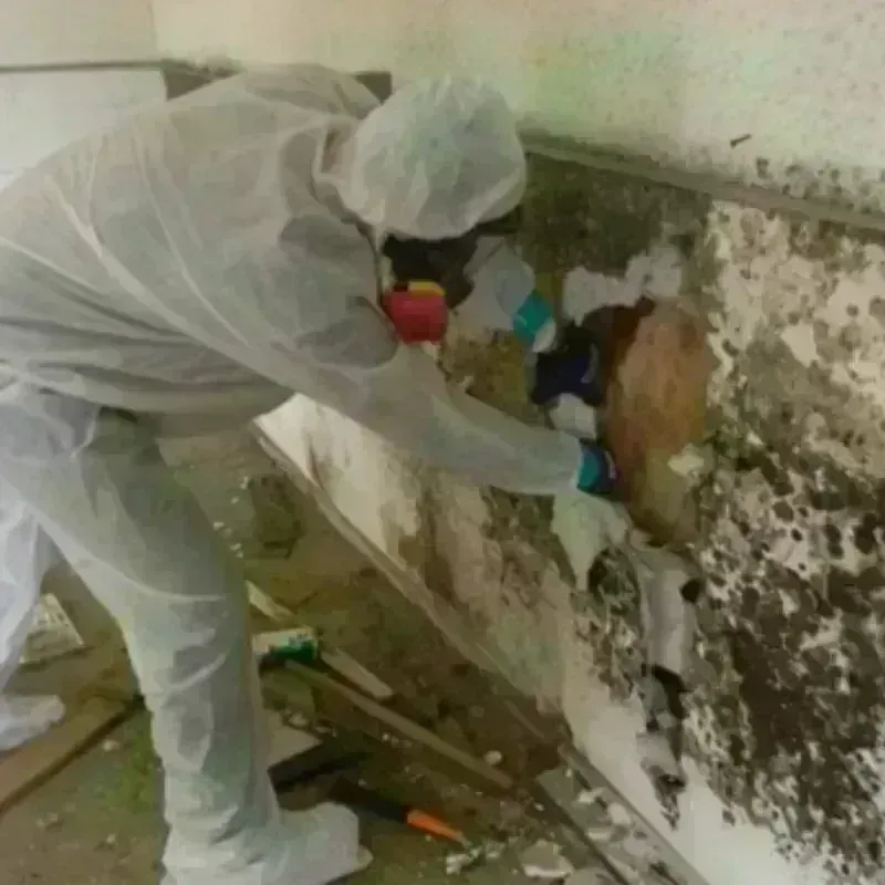 Mold Remediation and Removal in Olcott, NY